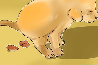 How to Diagnose Canine Coronavirus