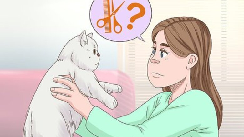 How to Keep Hair Out of Your Cat's Eyes