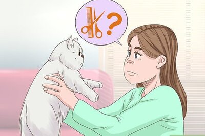 How to Keep Hair Out of Your Cat's Eyes