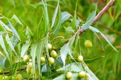 How Can Herbs Cure Fungal Infections? Find Out