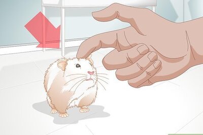 How to Trim Hamster Nails