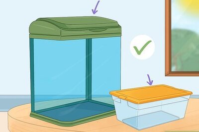 How to Care for Scorpions