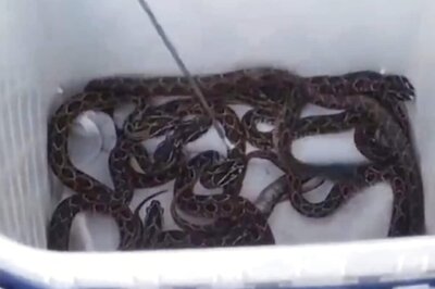 In MP's Sagar, Snake Rescuer Catches Russell Viper About To Lay Eggs