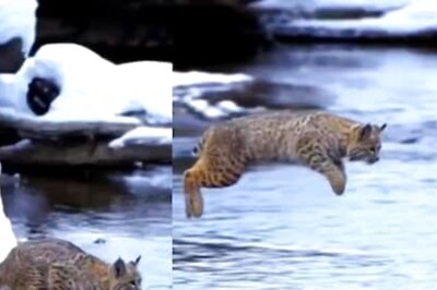 Watch: Is It A Bird? No, Just A Cat Doing The Unthinkable