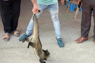 World's Costliest Coffee Extracted From Excreta of Kabar Bijju Spotted in Chhattisgarh