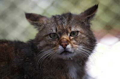 Dozens of Dead Cats Found in New York Home after Eviction, Police Suspects Cruelty