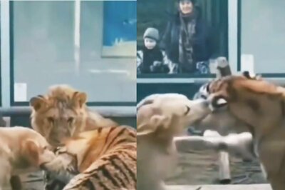 Video of Dog Holding Tiger's Teeth in a Strong Bite is Thrilling