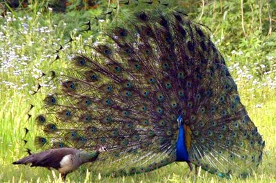 CBI Takes Over Probe into Recovery of 21 Lakh Peacock Feathers Being Smuggled to China
