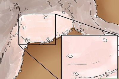 How to Help a Cat Give Birth
