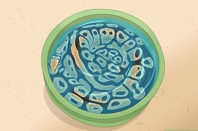 How to Help Your Snake Shed