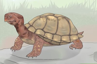 How to Identify Turtles