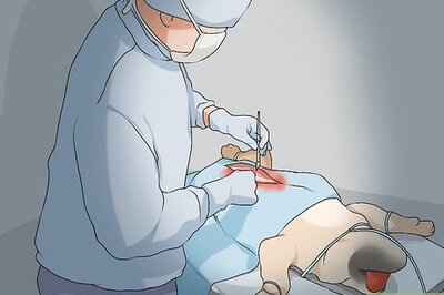 How to Live with a Dog with a High Prey Drive