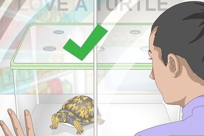 How to Care for an Eastern Box Turtle
