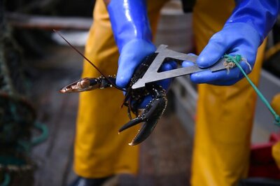 Lobster Freed After Two Decades Incarceration in Seafood Restaurant