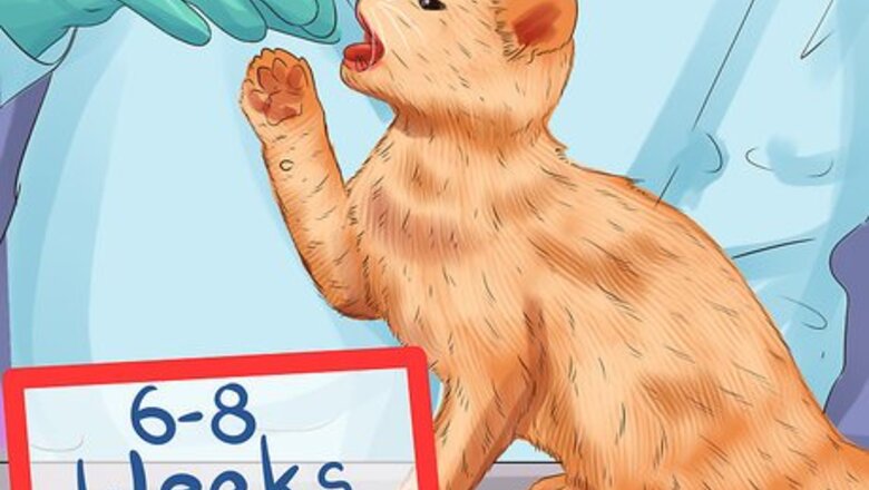 How to Treat Feline Stomatitis