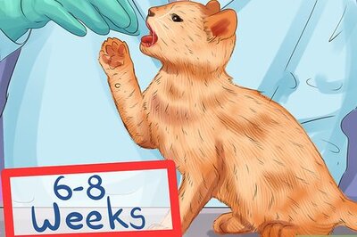 How to Treat Feline Stomatitis