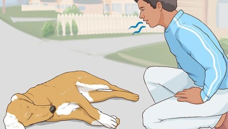 How to Help a Dog Hurt in a Traffic Accident