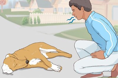 How to Help a Dog Hurt in a Traffic Accident
