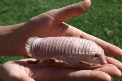 Meet Pink Fairy Armadillo, A Cute Creature With Double Skin
