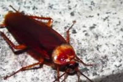 Live Cockroach Measuring 3 CM Removed From Man's Intestine In Delhi