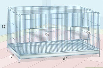 How to Choose a Cage for a Budgie