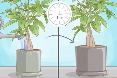 How to Transplant a Plant