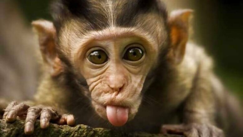 Woman asks UP Police to file FIR against monkey for snatching her chain