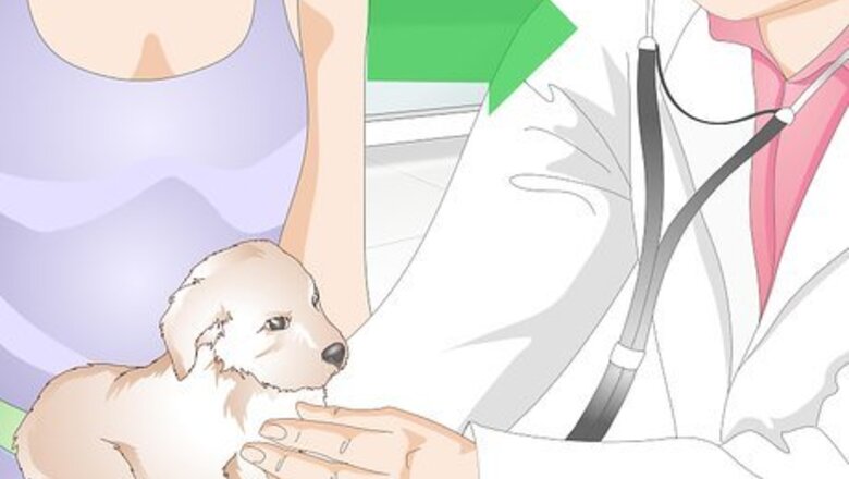 How to Get to Know Your Puppy