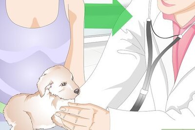 How to Get to Know Your Puppy