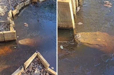 Video Captures Alligator Submerged In Frozen Pond; Here's How They Survive In Extreme Cold