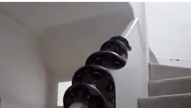 Chilling Video of Snake Crawling Up a Staircase Goes Viral