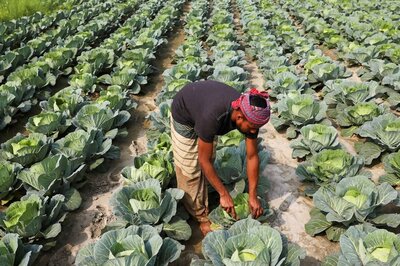 What the Fork: How Cabbage Grew On Kunal Vijayakar and Became His Most Versatile Vegetable