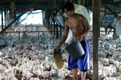 Philippines Detects Highly Infectious Bird Flu Virus in Quail Farm, Warns of Outbreak