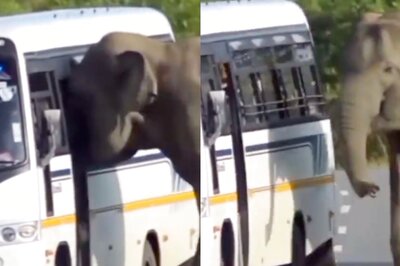 'May I Come In': Elephant Tries to Enter Moving Bus, Driver Drives Off Slowly