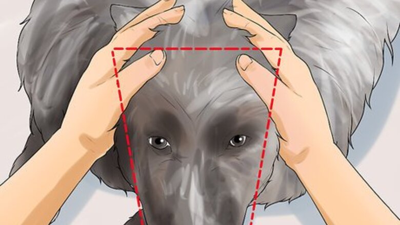 How to Identify a Keeshond