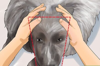 How to Identify a Keeshond