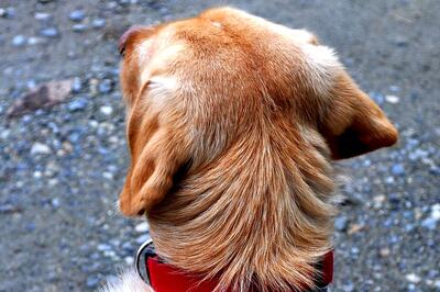 Gurugram Housing Society Management Fined Rs 4L by Consumer Forum Over Dog Bite Incident