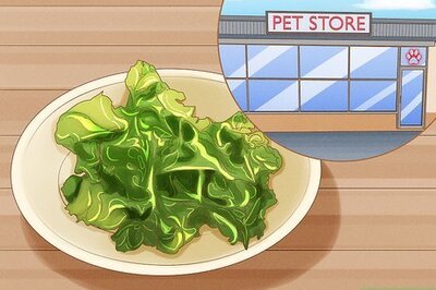 How to Grow Ulva Algae