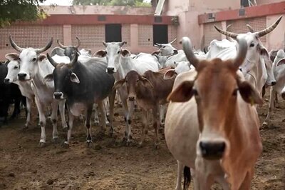 3 Held for 'Cruelly' Ferrying Over 3 Dozen Cattle on Truck in UP's Greater Noida