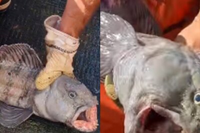 'Mother Nature is Crazy': Fisherman Catches Rare Wolf Monster Fish in US, Shares Video