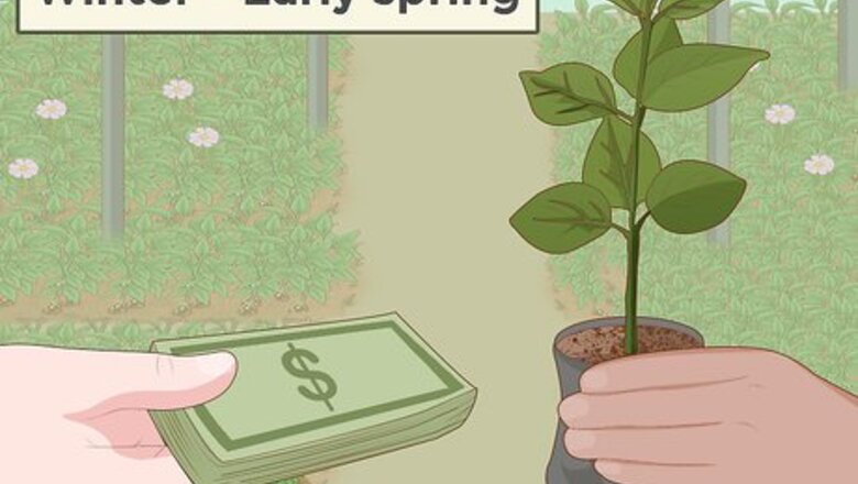 How to Plant a Persimmon Tree