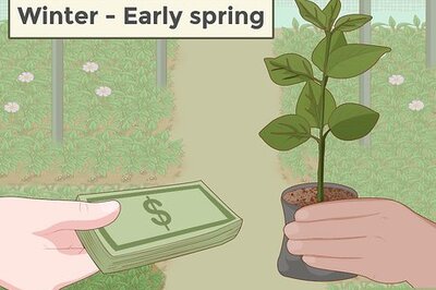 How to Plant a Persimmon Tree