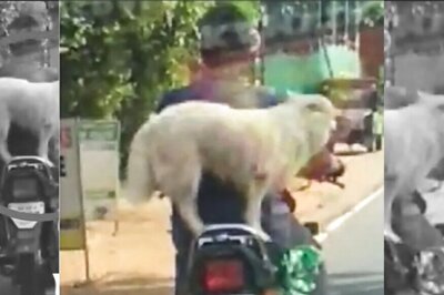 Man Fined by Kerala Police for Letting His Dog Ride Motorcycle After Video Goes Viral