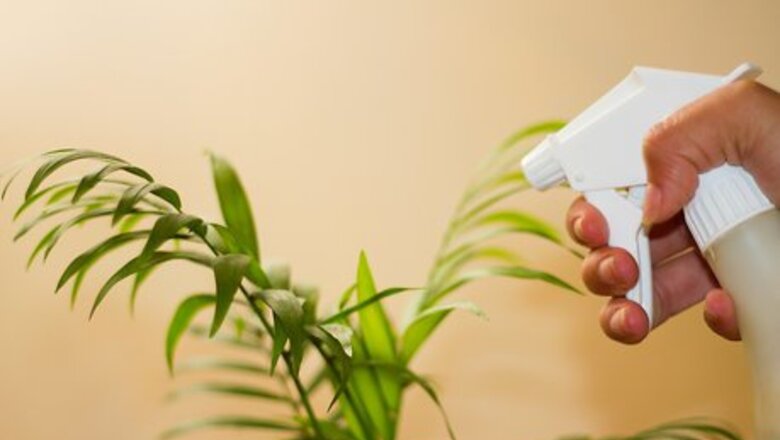 How to Clean Your Indoor Houseplants