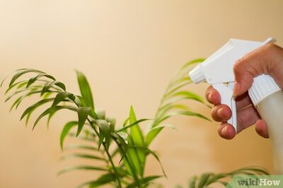 How to Clean Your Indoor Houseplants
