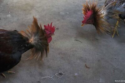 Romanian princess among 18 charged in Oregon over cockfighting