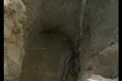 Panic Spreads in Mathura Village as Six Pythons Found Near Hanuman Temple