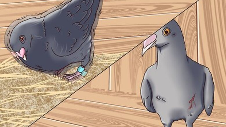 How to Take Care of a Lost Pigeon