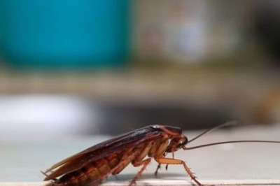 Man Suffers Breathing Issues, Doctors Find Cockroach In His Lungs