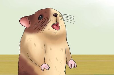 How to Keep a Hamster Cool in Hot Weather